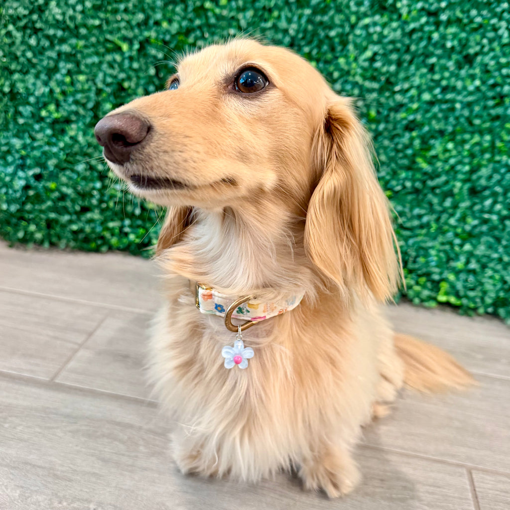 Daisy Pet Charm