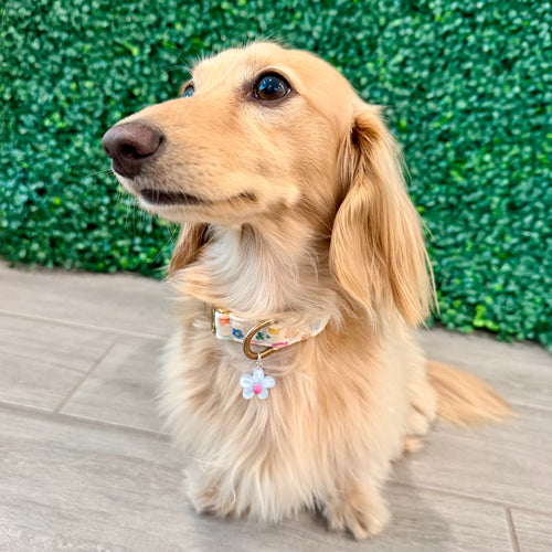 Daisy Pet Charm